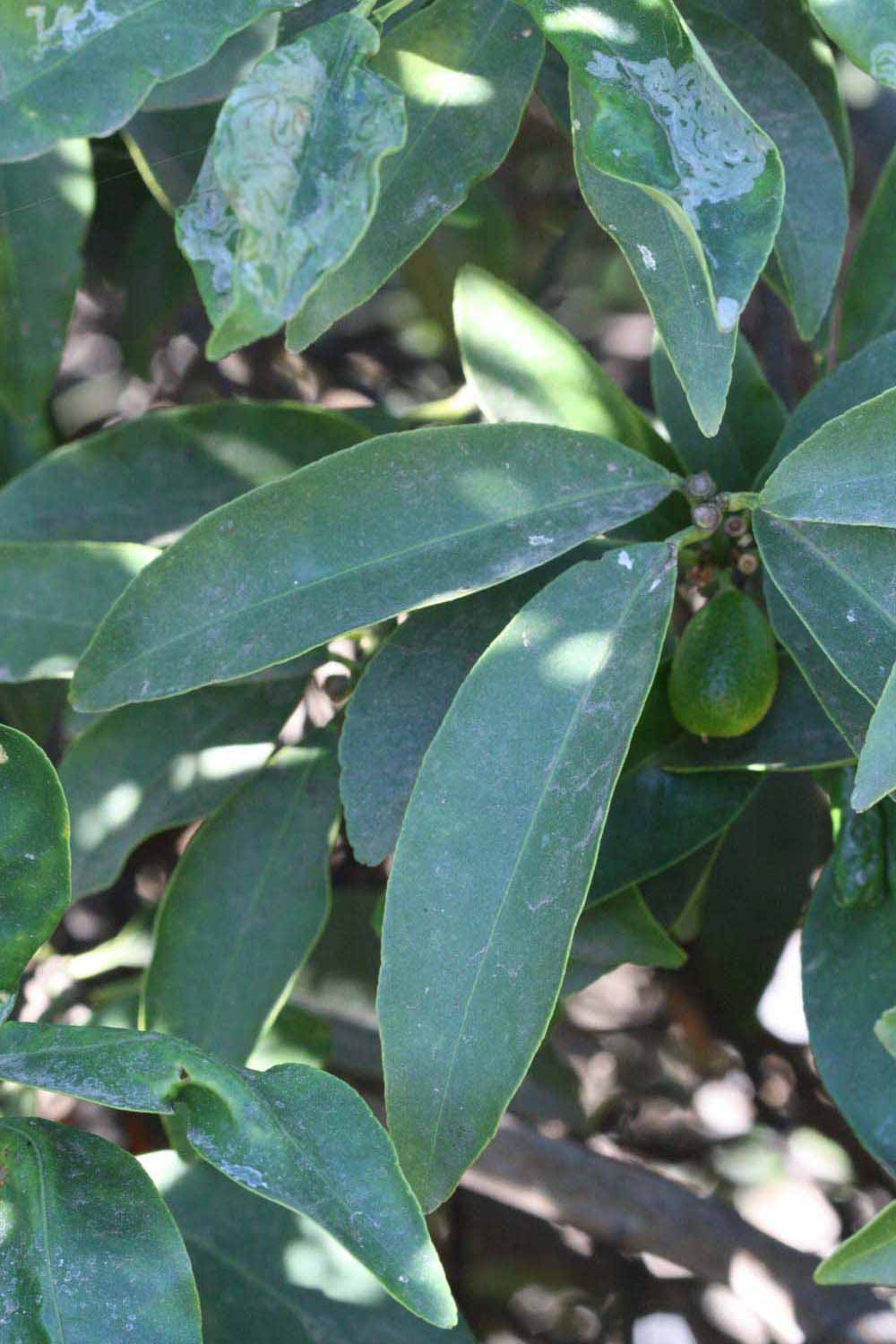              Shade leaves (Riverside, CA)       